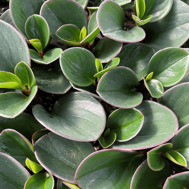  Peperomia Obtusifolia Planta Interior 1