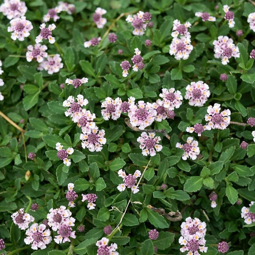 Pack De 50 Tiqui Tiqui Cubresuelo Nativo Ornamental 1