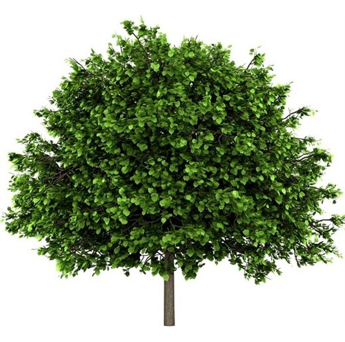 Tilo Medicinal Árbol Tilia Cordata 1