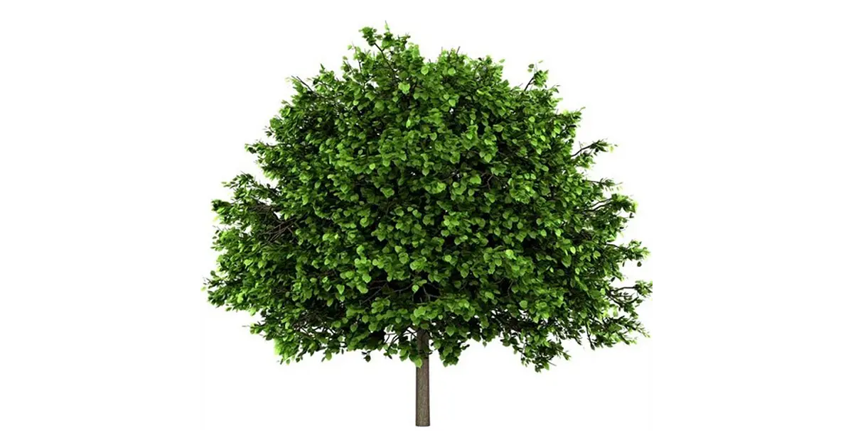 Tilo Medicinal Árbol Tilia Cordata