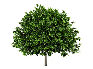 Tilo Medicinal Árbol Tilia Cordata