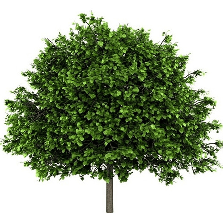 Tilo Medicinal Árbol Tilia Cordata 1