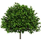Tilo Medicinal Árbol Tilia Cordata - Miniatura 1