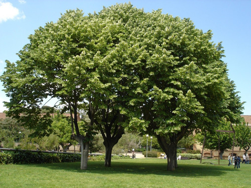 Tilo Medicinal Árbol Tilia Cordata 2