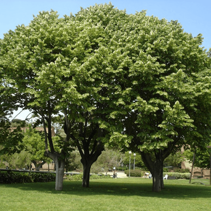 Tilo Medicinal Árbol Tilia Cordata 2