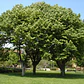 Tilo Medicinal Árbol Tilia Cordata - Miniatura 2