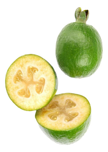Feijoa Arbol Planta Frutal Exótica 1