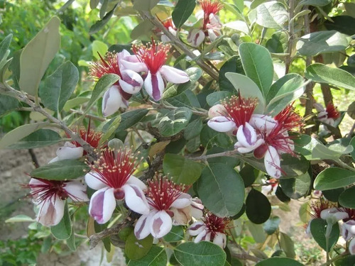 Feijoa Arbol Planta Frutal Exótica 2