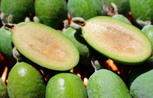 Feijoa Arbol Planta Frutal Exótica 3