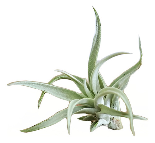 Clavel Del Aire Tillandsia Planta Aerea Ornamental 1