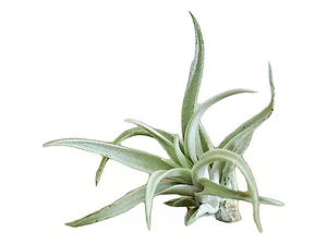 Clavel Del Aire Tillandsia Planta Aerea Ornamental
