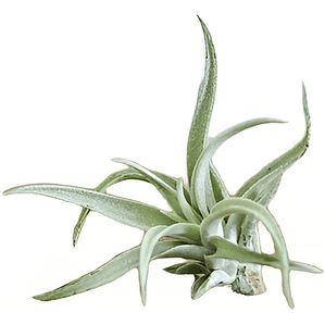Clavel Del Aire Tillandsia Planta Aerea Ornamental