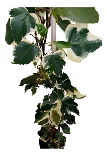 Pack De 10 Hiedra Pata De Gallo Trepadora Ornamental 1