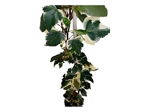 Pack De 10 Hiedra Pata De Gallo Trepadora Ornamental