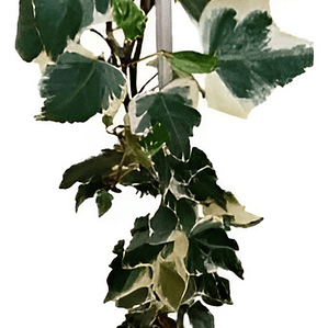 Pack De 10 Hiedra Pata De Gallo Trepadora Ornamental