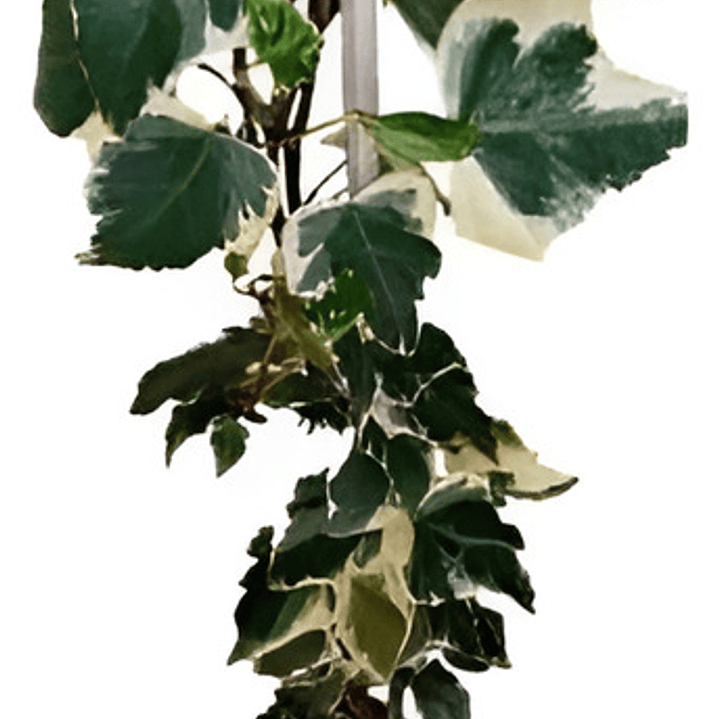 Pack De 10 Hiedra Pata De Gallo Trepadora Ornamental 1