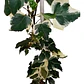 Pack De 10 Hiedra Pata De Gallo Trepadora Ornamental - Miniatura 1
