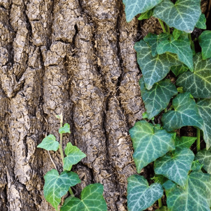 Pack De 10 Hiedra Pata De Gallo Trepadora Ornamental 2