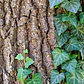 Pack De 10 Hiedra Pata De Gallo Trepadora Ornamental - Miniatura 2