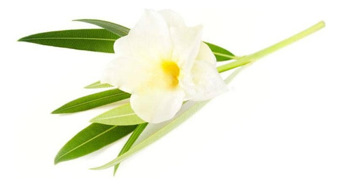 Laurel De Flor Blanco Adelfa Arbusto Ornamental 1