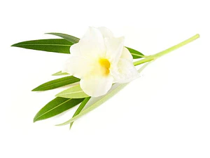 Laurel De Flor Blanco Adelfa Arbusto Ornamental