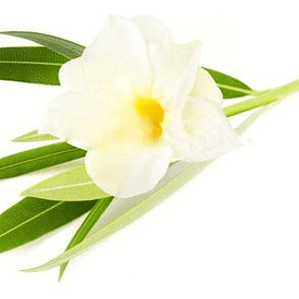 Laurel De Flor Blanco Adelfa Arbusto Ornamental