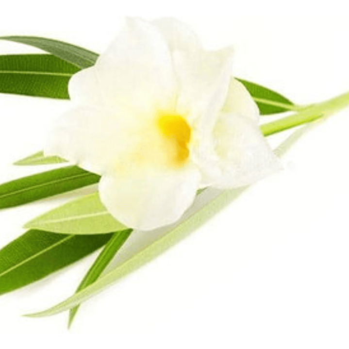 Laurel De Flor Blanco Adelfa Arbusto Ornamental 1