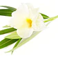 Laurel De Flor Blanco Adelfa Arbusto Ornamental - Miniatura 1