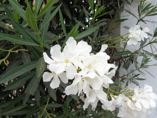 Laurel De Flor Blanco Adelfa Arbusto Ornamental 2