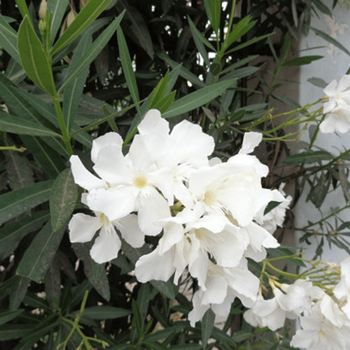 Laurel De Flor Blanco Adelfa Arbusto Ornamental 2
