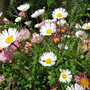 Pack De 10 Vitadinea Cubresuelo Planta Flor