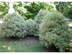 Pack De 10 Pittosporum Nigricans Pequeño Para Cierre