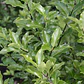 Pack De 10 Pittosporum Nigricans Pequeño Para Cierre - Miniatura 2