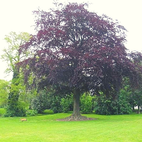 Haya Roja Árbol Ornamental Sylvatica Puroure Xl Grande 2 M 1