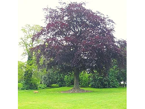 Haya Roja Árbol Ornamental Sylvatica Puroure Xl Grande 2 M