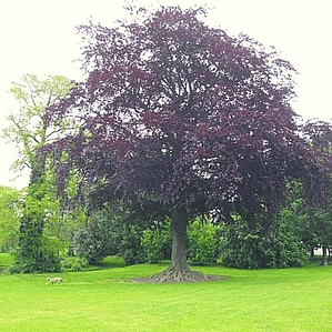 Haya Roja Árbol Ornamental Sylvatica Puroure Xl Grande 2 M