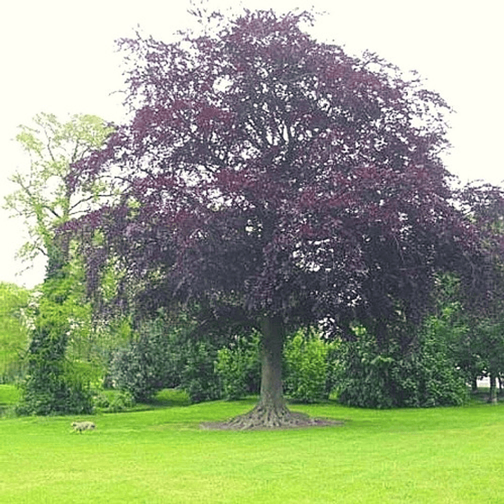 Haya Roja Árbol Ornamental Sylvatica Puroure Xl Grande 2 M 1