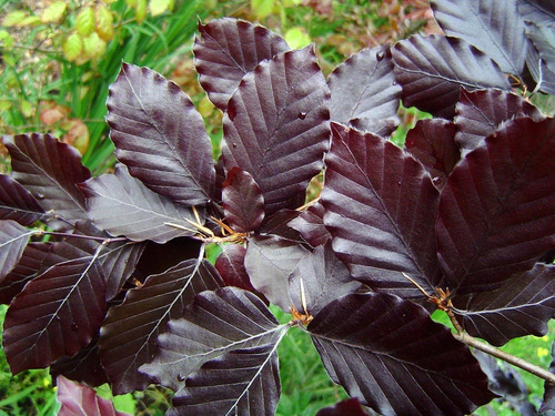 Haya Roja Árbol Ornamental Sylvatica Puroure Xl Grande 2 M 2