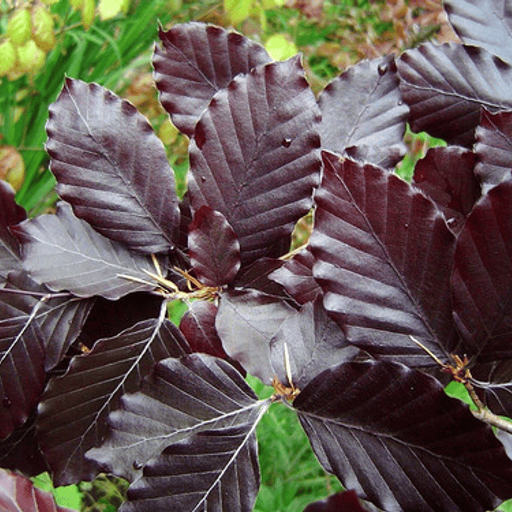 Haya Roja Árbol Ornamental Sylvatica Puroure Xl Grande 2 M 2