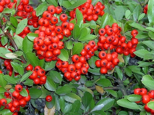 Crataegus Pyracantha Arbusto Ornamental 1