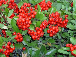 Crataegus Pyracantha Arbusto Ornamental