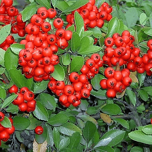 Crataegus Pyracantha Arbusto Ornamental