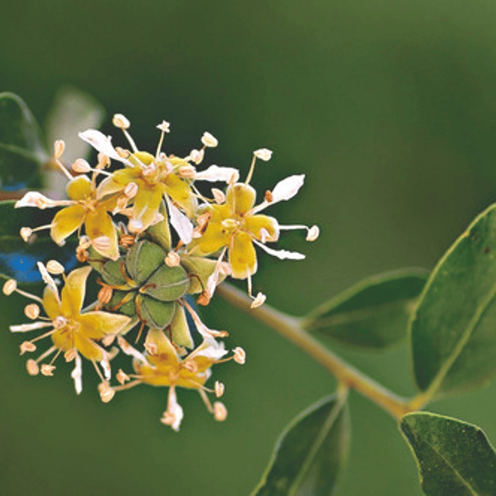 Quillay / Quillaja Saponaria / Árbol Nativo Ornamental 2