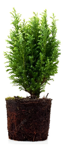 Thuja Orientalis Conifera Árbol Ornamental 1