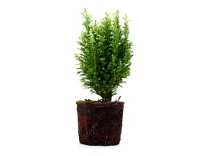 Thuja Orientalis Conifera Árbol Ornamental