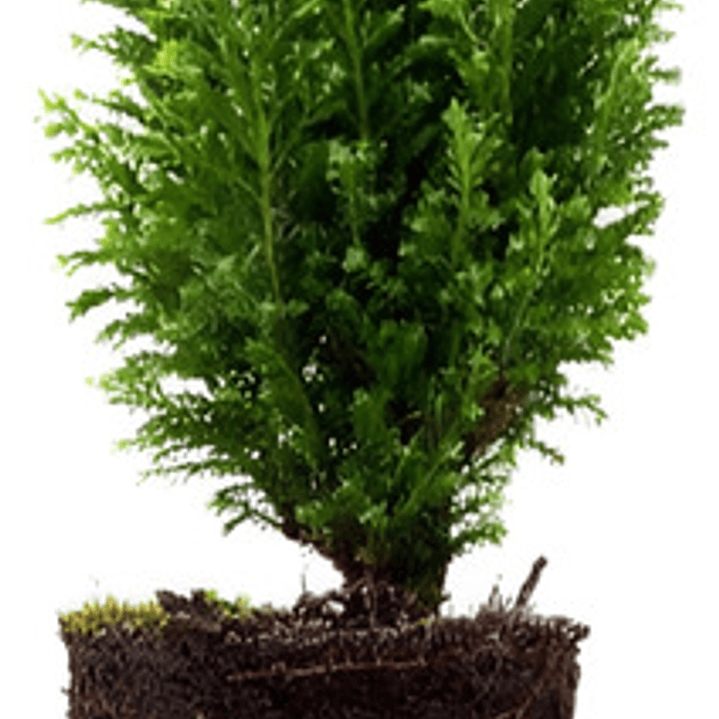 Thuja Orientalis Conifera Árbol Ornamental 1