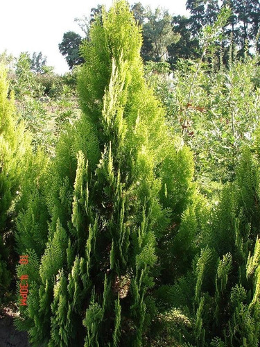 Thuja Orientalis Conifera Árbol Ornamental 2