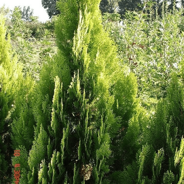 Thuja Orientalis Conifera Árbol Ornamental 2