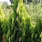 Thuja Orientalis Conifera Árbol Ornamental - Miniatura 2