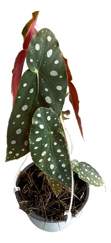 Begonia Ala Alita De Angel Planta  1